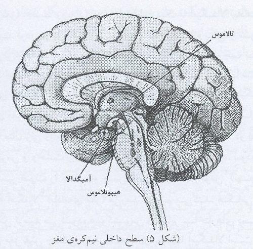 سطح داخلی نیم کره مغز