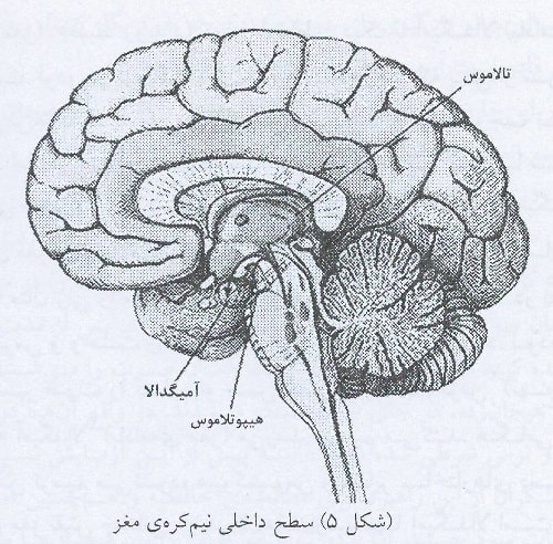 سطح داخلی نیم کره مغز